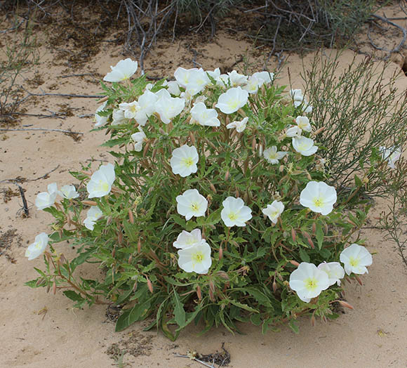  Oenothera deltoides Torrey & Fremont subsp. deltoides 